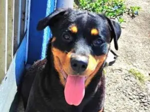 Cachorro raça Rottweiler idade 7 a 11 meses nome Julia