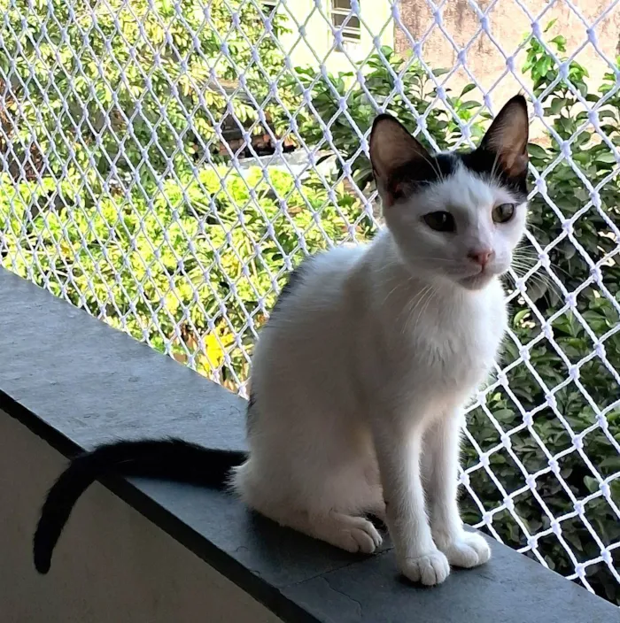 Gato ra a SRD-ViraLata idade 2 a 6 meses nome Davi
