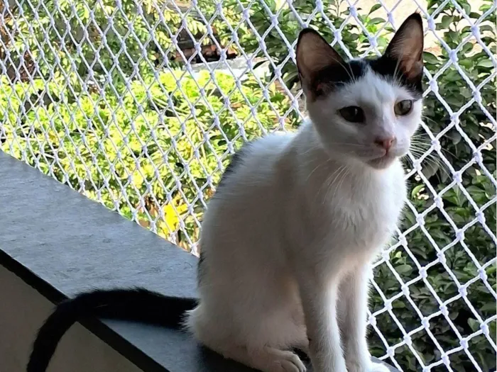 Gato ra a SRD-ViraLata idade 2 a 6 meses nome Davi
