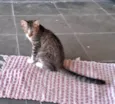 BERTA