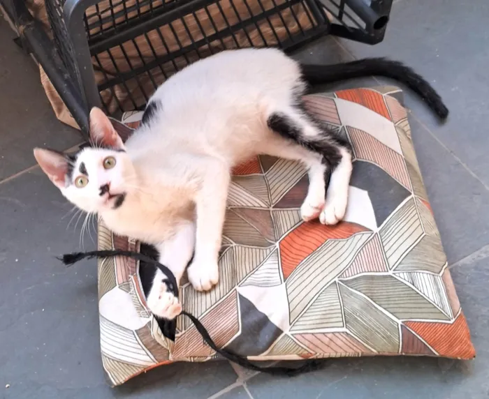 Gato ra a SRD-ViraLata idade 2 a 6 meses nome Dumbo 