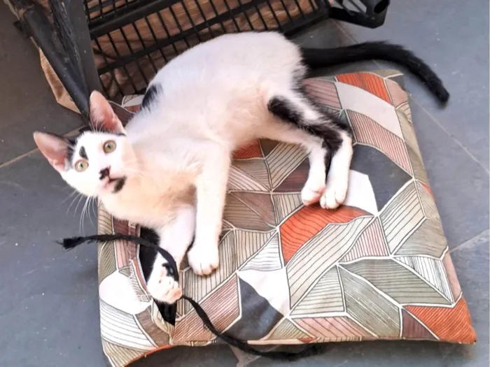 Gato ra a SRD-ViraLata idade 2 a 6 meses nome Dumbo 