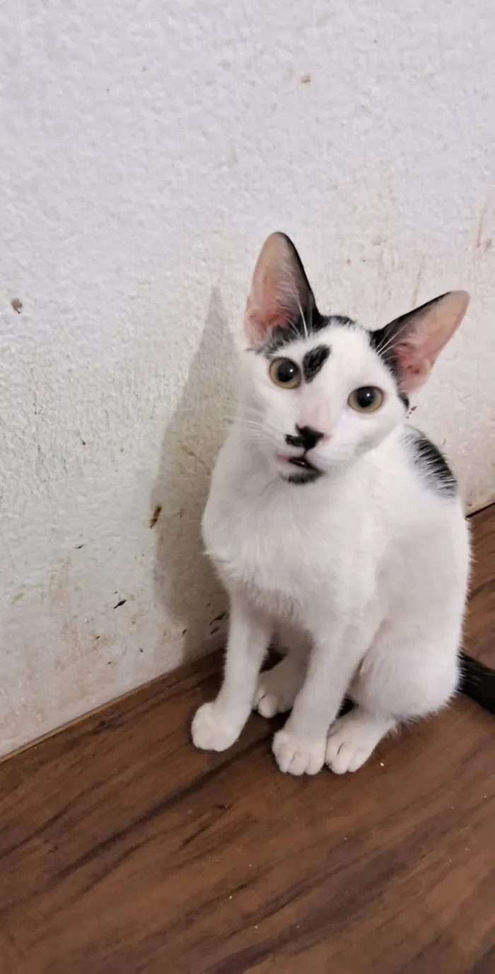 Gato ra a SRD-ViraLata idade 2 a 6 meses nome Dumbo 