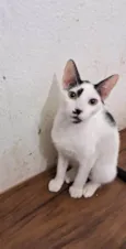 Dumbo