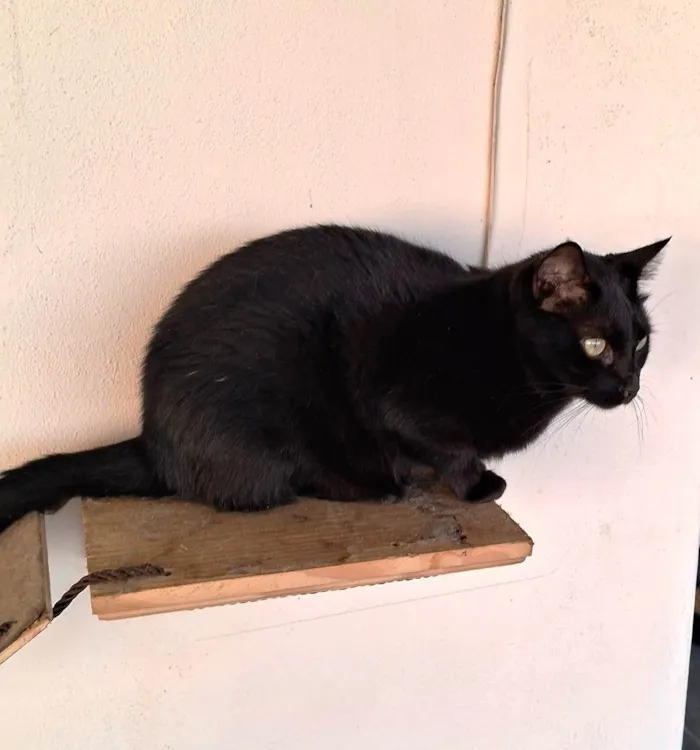 Gato ra a SRD idade 1 ano nome TALES