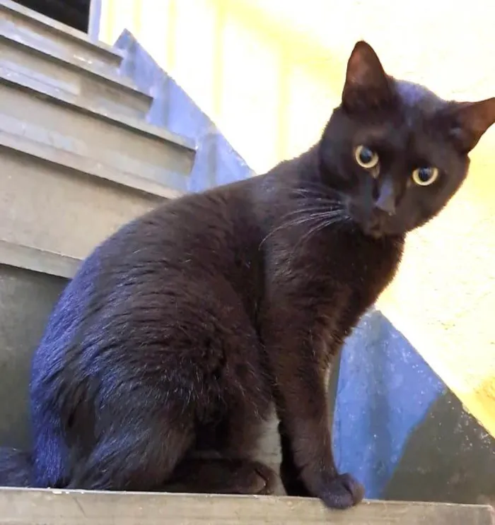 Gato ra a SRD idade 1 ano nome TALES