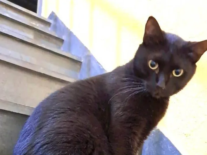 Gato ra a SRD idade 1 ano nome TALES