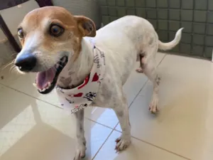 Cachorro raça SRD-ViraLata idade 4 anos nome Bob