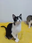 Gigi
