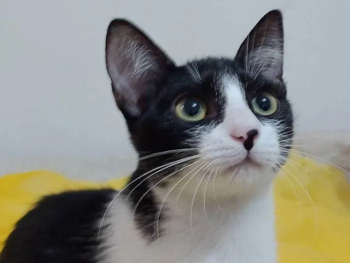 Gato ra a SRD-ViraLata idade 2 a 6 meses nome Gigi