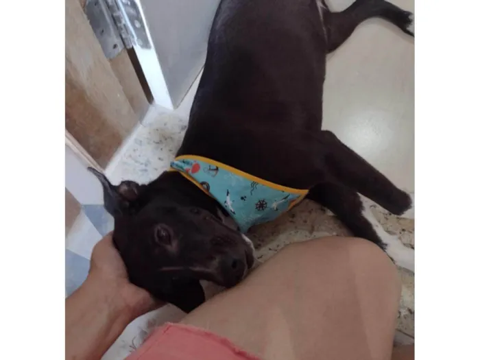 Cachorro ra a Srd idade 7 a 11 meses nome Hannah