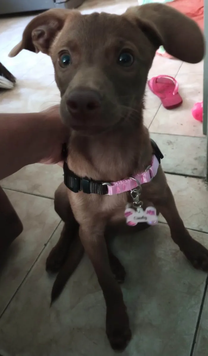Gato ra a SRD-ViraLata idade 2 a 6 meses nome Chocolate
