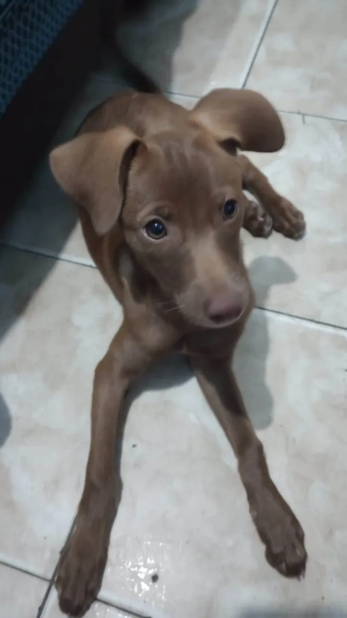 Gato ra a SRD-ViraLata idade 2 a 6 meses nome Chocolate