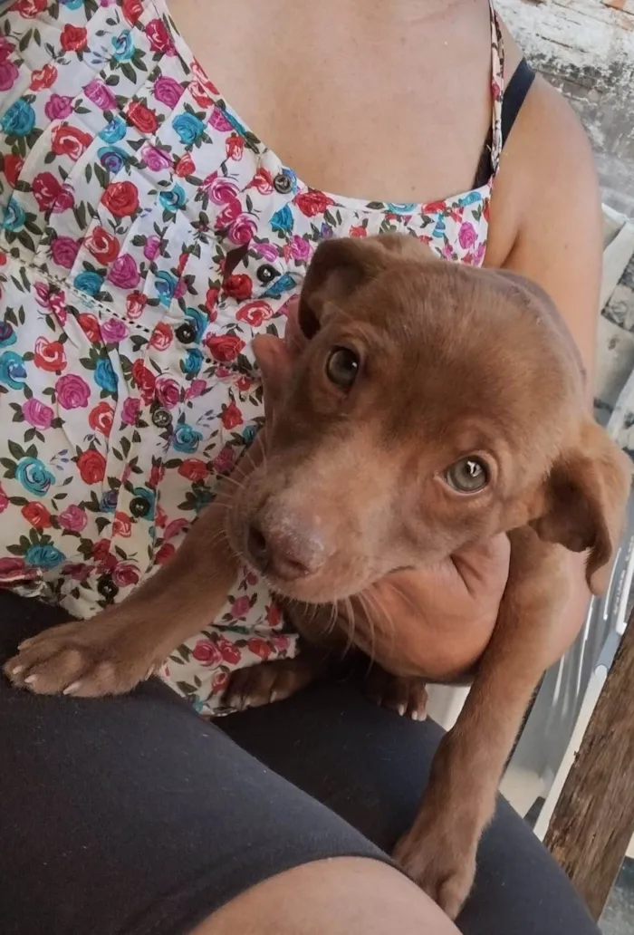 Gato ra a SRD-ViraLata idade 2 a 6 meses nome Chocolate