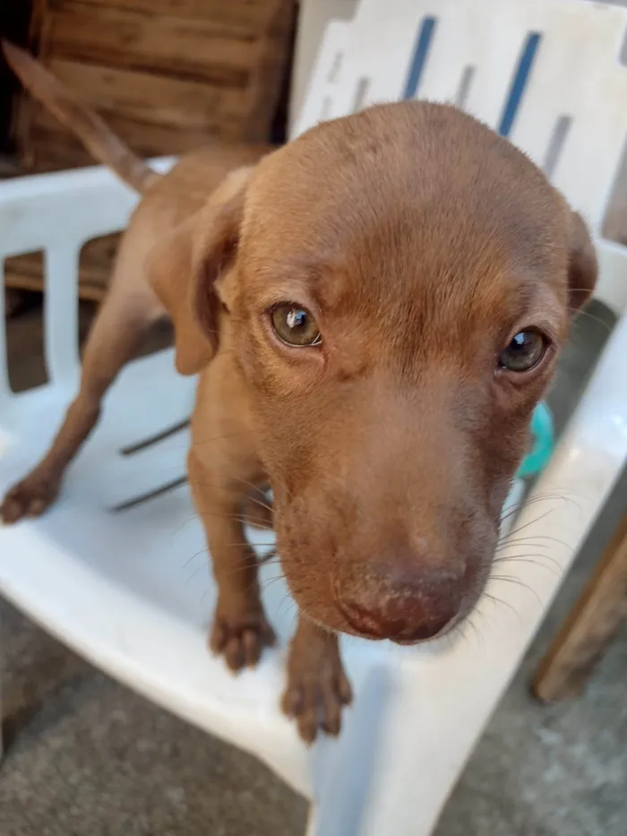 Gato ra a SRD-ViraLata idade 2 a 6 meses nome Chocolate