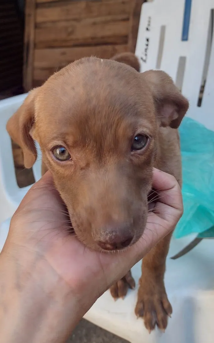 Gato ra a SRD-ViraLata idade 2 a 6 meses nome Chocolate