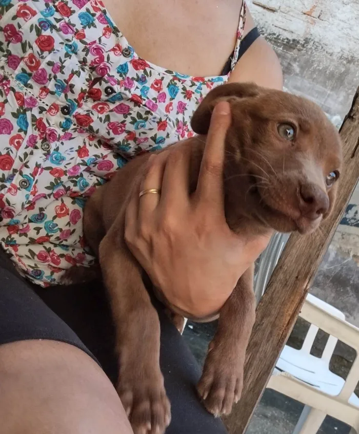 Gato ra a SRD-ViraLata idade 2 a 6 meses nome Chocolate
