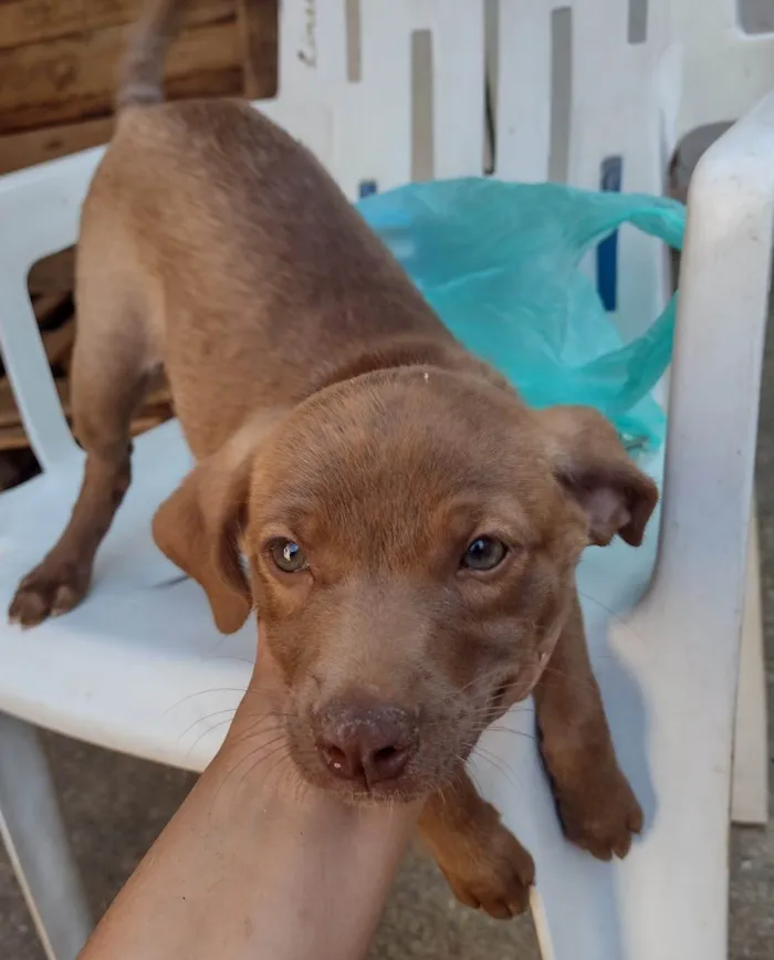 Gato ra a SRD-ViraLata idade 2 a 6 meses nome Chocolate