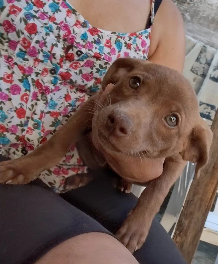 Gato ra a SRD-ViraLata idade 2 a 6 meses nome Chocolate