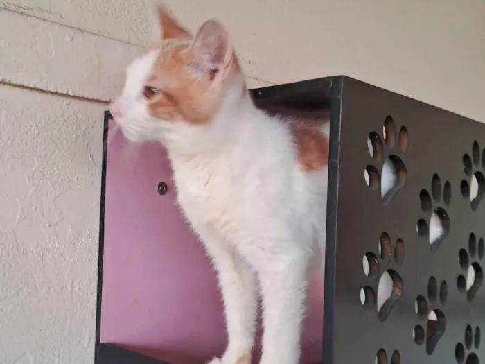 Gato ra a SRD-ViraLata idade 2 a 6 meses nome VICTOR