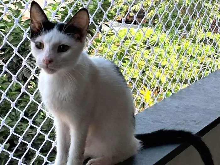 Gato ra a SRD-ViraLata idade 2 a 6 meses nome Davi