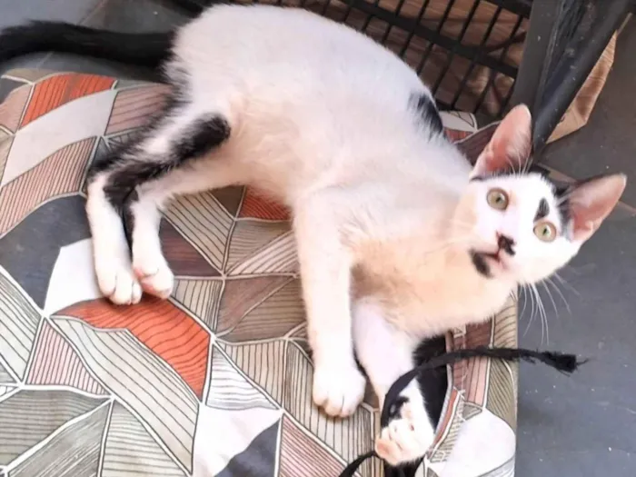 Gato ra a SRD-ViraLata idade 2 a 6 meses nome Dumbo 
