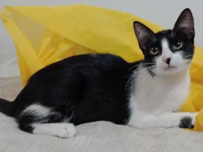 Gato ra a SRD-ViraLata idade 2 a 6 meses nome Gigi