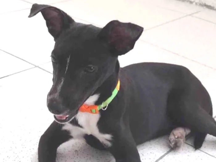 Cachorro ra a Srd idade 7 a 11 meses nome Hannah