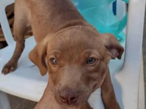 Gato raça SRD-ViraLata idade 2 a 6 meses nome Chocolate