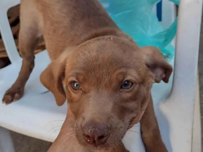 Gato ra a SRD-ViraLata idade 2 a 6 meses nome Chocolate