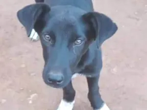 Cachorro raça SRD-ViraLata idade 2 a 6 meses nome Pretinho 