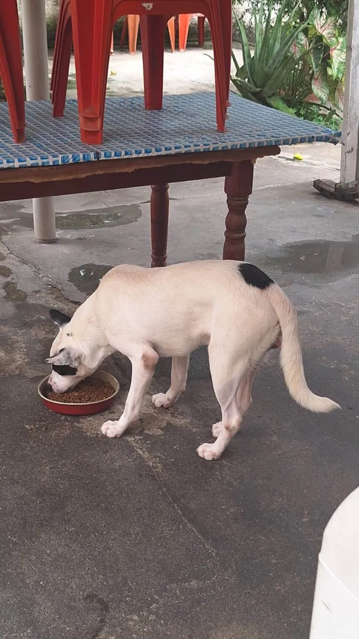 Cachorro ra a SRD-ViraLata idade 1 ano nome Flocos