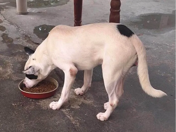 Cachorro ra a SRD-ViraLata idade 1 ano nome Flocos