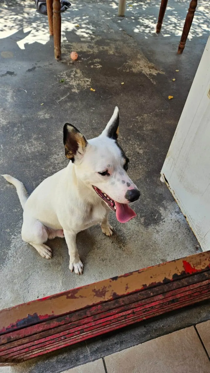 Cachorro ra a SRD-ViraLata idade 1 ano nome Flocos