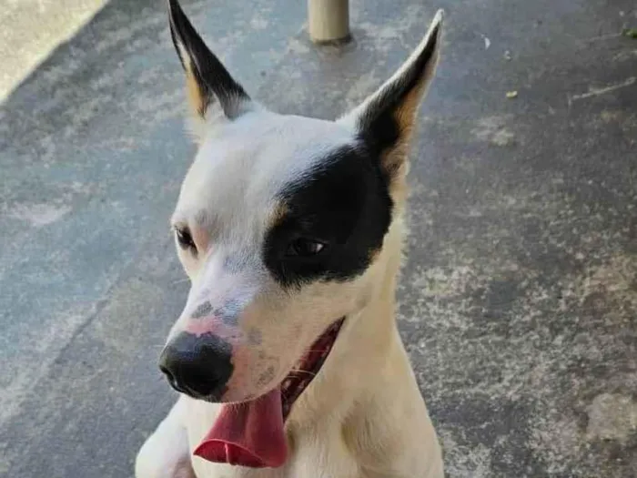 Cachorro ra a SRD-ViraLata idade 1 ano nome Flocos