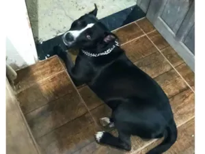 Cachorro raça Pit-Bull idade 2 anos nome Fiel