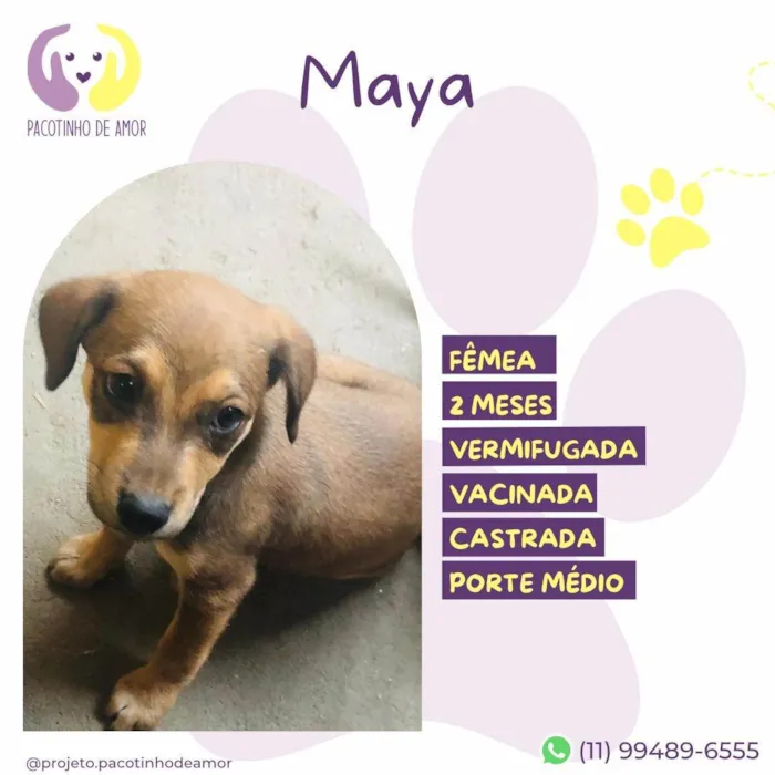 Cachorro ra a SRD-ViraLata idade 2 a 6 meses nome Maya