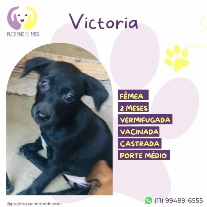 Cachorro ra a SRD-ViraLata idade 2 a 6 meses nome Victoria 