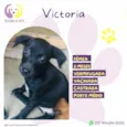 Victoria