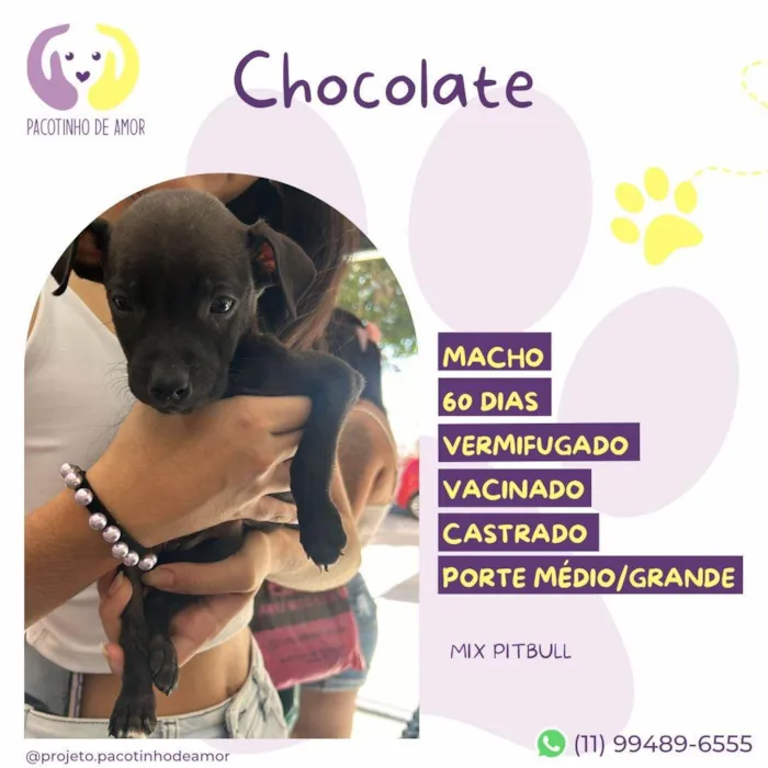 Cachorro ra a Pit-Bull idade Abaixo de 2 meses nome Chocolate 