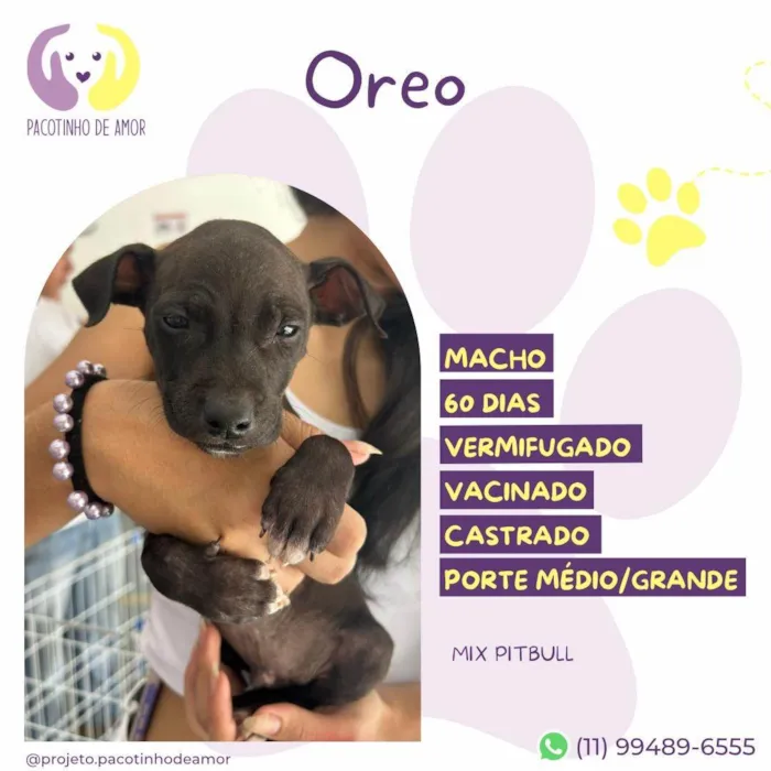 Cachorro ra a Pit-Bull idade Abaixo de 2 meses nome Oreo 