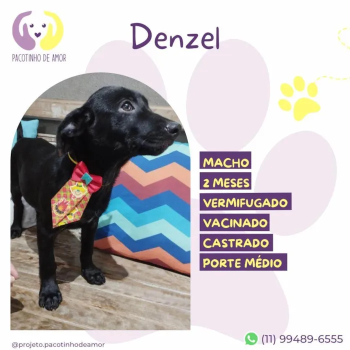 Cachorro ra a SRD-ViraLata idade 2 a 6 meses nome Denzel