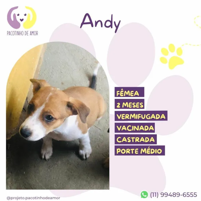 Cachorro ra a SRD-ViraLata idade 2 a 6 meses nome Andy 