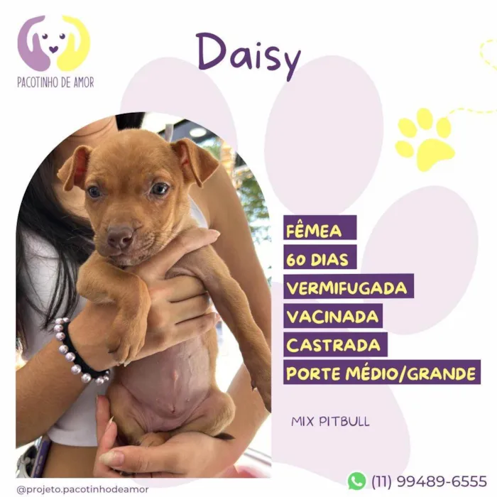 Cachorro ra a Pit-Bull idade Abaixo de 2 meses nome Daisy