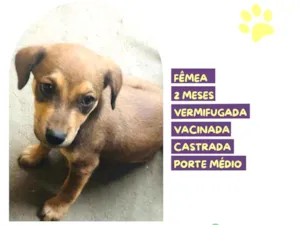 Cachorro raça SRD-ViraLata idade 2 a 6 meses nome Maya