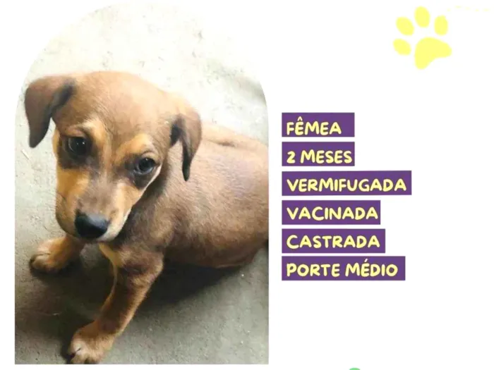 Cachorro ra a SRD-ViraLata idade 2 a 6 meses nome Maya