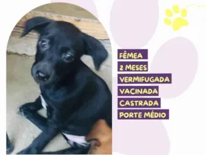 Cachorro raça SRD-ViraLata idade 2 a 6 meses nome Victoria 