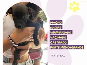 Cachorro raça Pit-Bull idade Abaixo de 2 meses nome Chocolate 