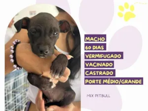 Cachorro raça Pit-Bull idade Abaixo de 2 meses nome Oreo 