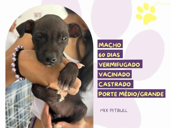 Cachorro ra a Pit-Bull idade Abaixo de 2 meses nome Oreo 